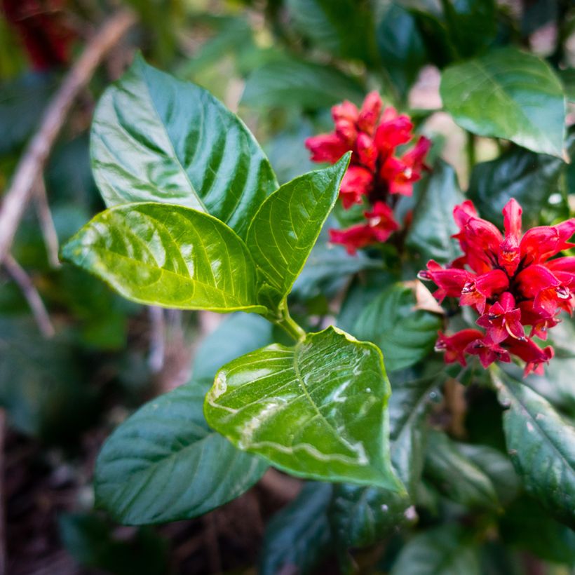 Cestrum fasciculatum Newellii - Rode regen (Blad)