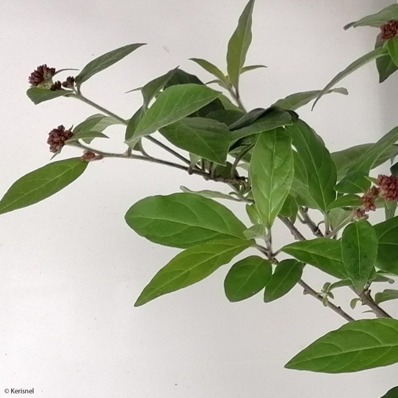 Cestrum elegans Rubrum - Rode regen (Foliage)