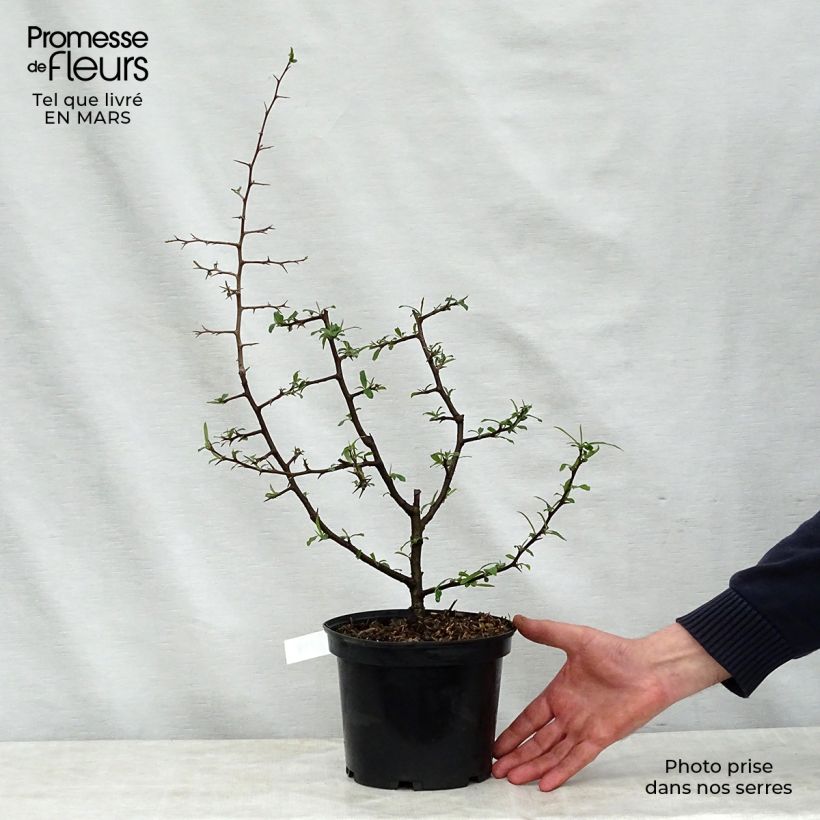 Example of Chaenomeles cathayensis - Chinese sierkwee Pot van 3 l/4 l as you get in printemps