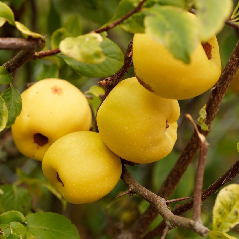 Chaenomeles cathayensis - Chinese sierkwee (Oogst)