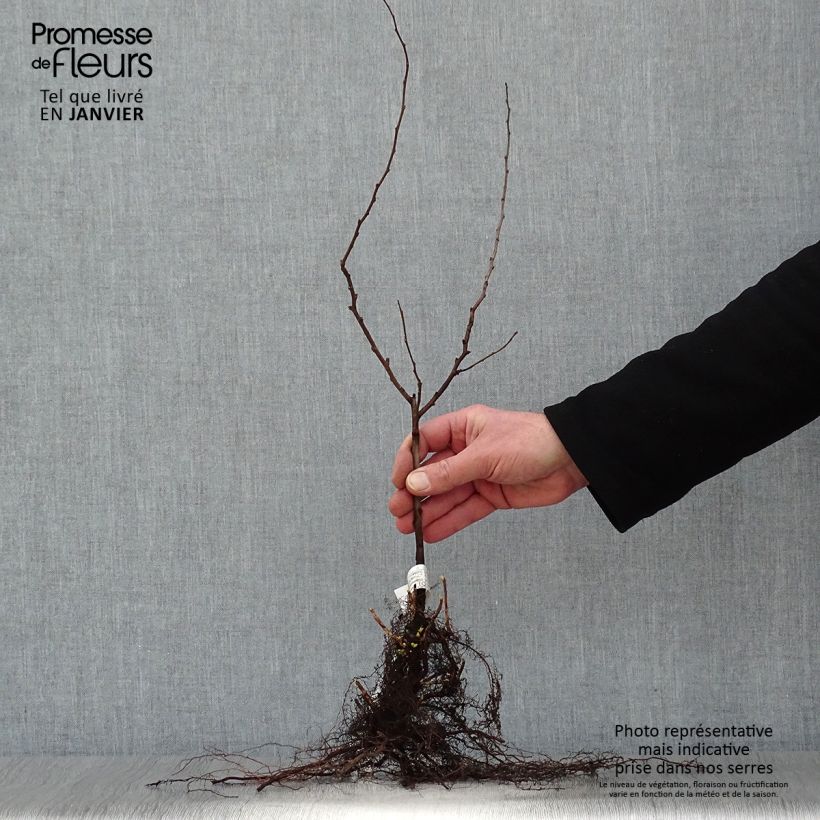 Example of Chaenomeles japonica - Dwergkwee Naakte wortel as you get in hiver