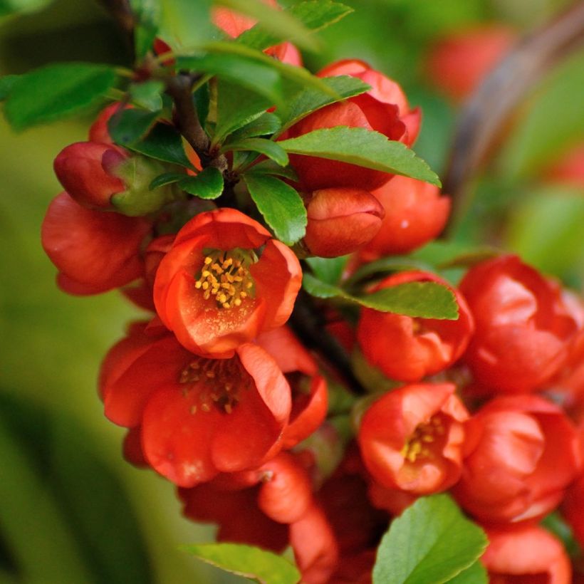Chaenomeles japonica Orange Beauty - Dwergkwee (Flowering)