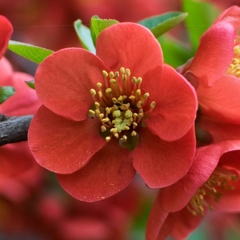 Chaenomeles japonica - Dwergkwee (Flowering)