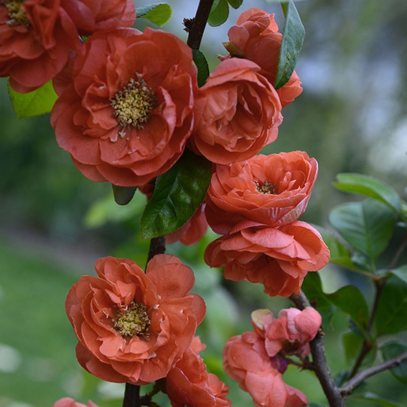 Chaenomeles speciosa Mango Storm - Chinese sierkwee (Flowering)