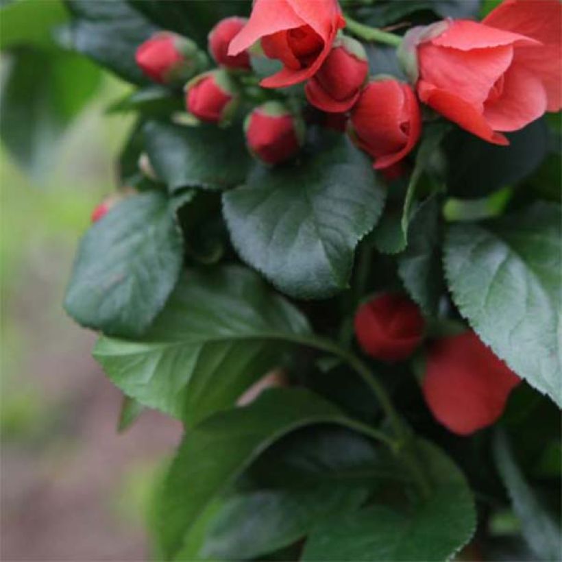 Chaenomeles speciosa Orange Storm - Chinese sierkwee (Blad)