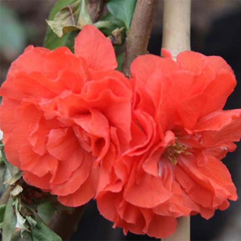 Chaenomeles speciosa Orange Storm - Chinese sierkwee (Bloei)