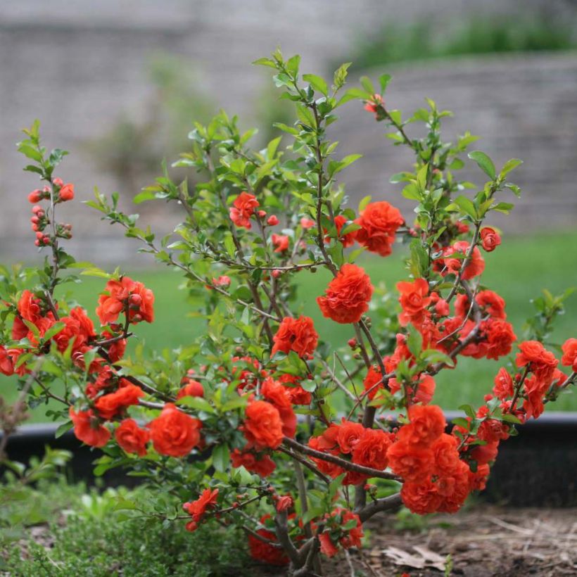 Chaenomeles speciosa Orange Storm - Chinese sierkwee (Groeiplaats)