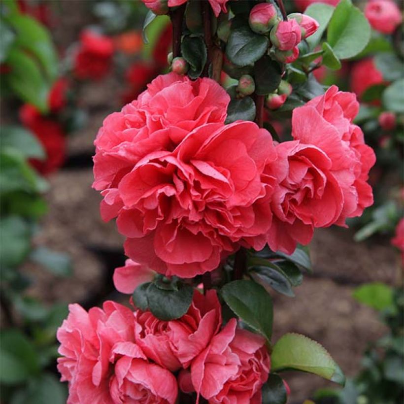 Chaenomeles speciosa Pink Storm - Chinese sierkwee (Bloei)