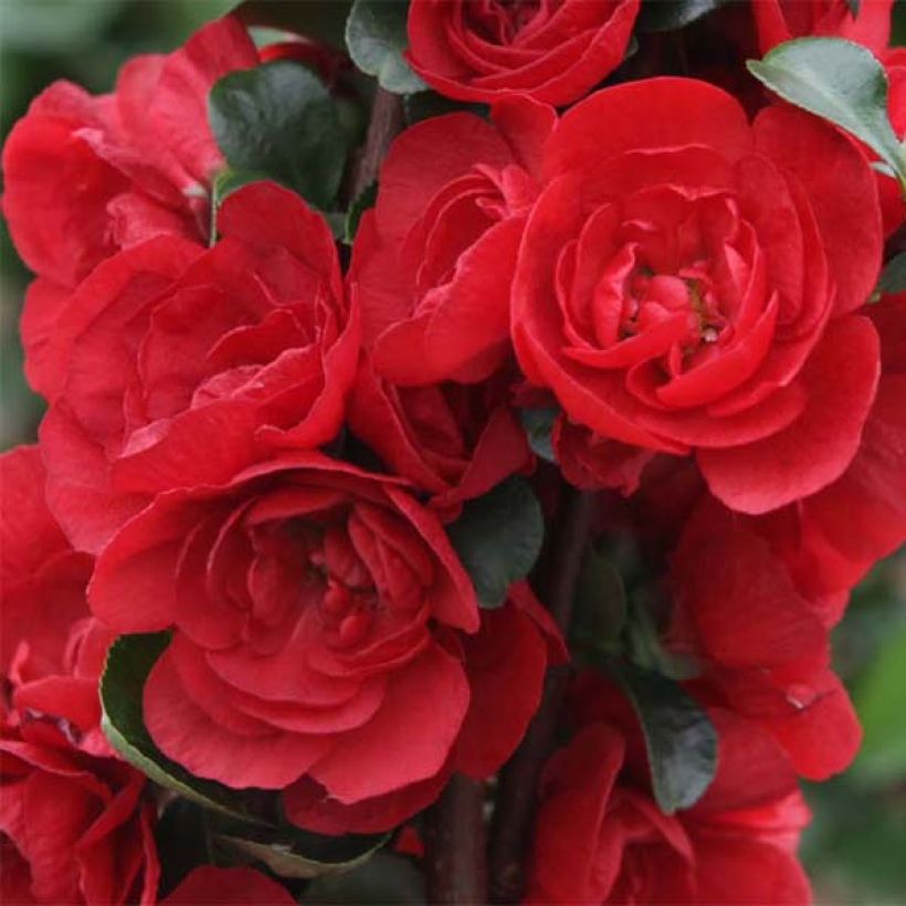 Chaenomeles speciosa Scarlet Storm - Chinese sierkwee (Flowering)