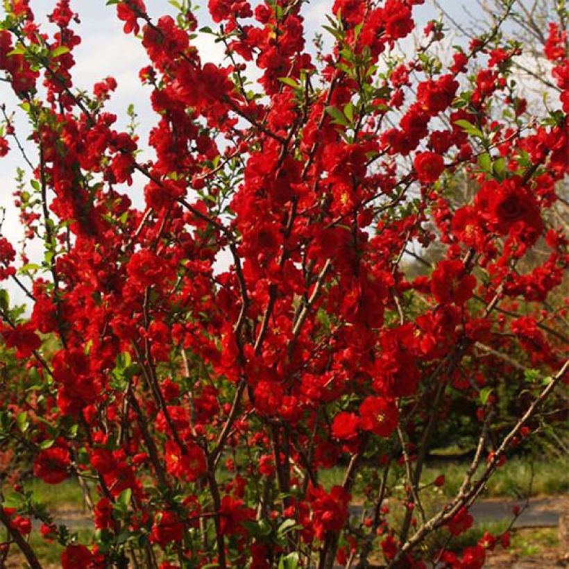 Chaenomeles speciosa Scarlet Storm - Chinese sierkwee (Plant habit)