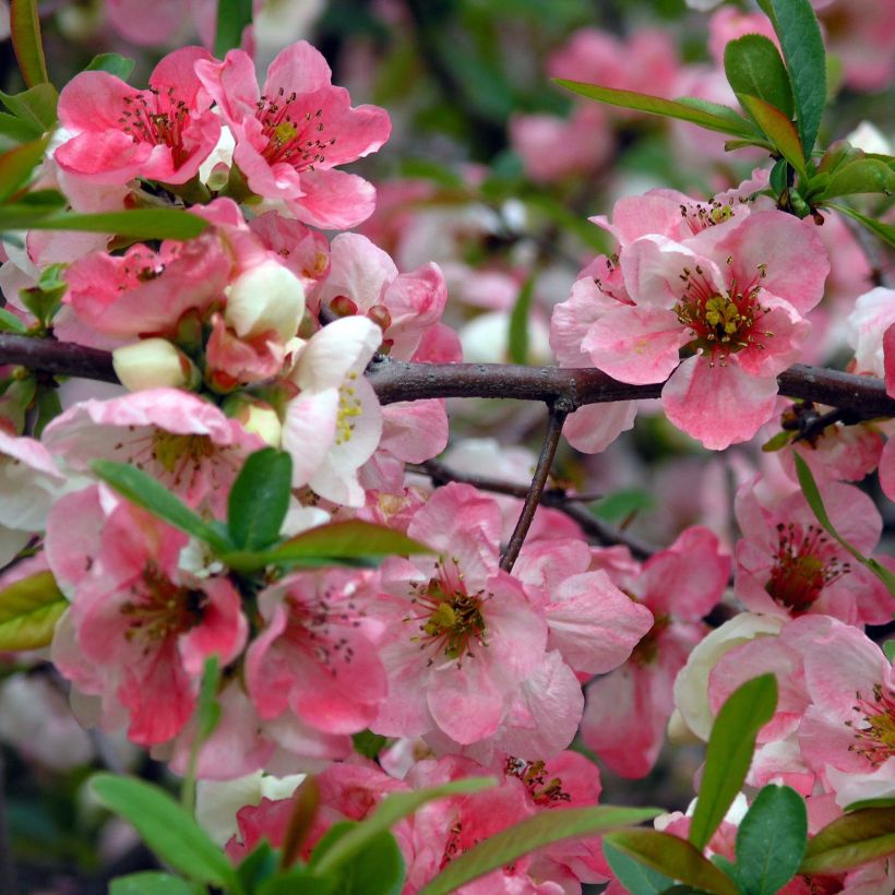 Chaenomeles speciosa Toyo-Nishiki - Japanse sierkwee (Bloei)
