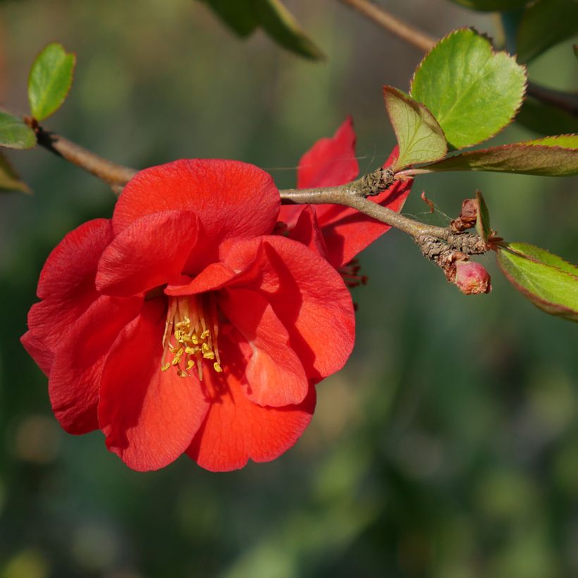 Chaenomeles superba Nicoline - Chinese sierkwee (Bloei)