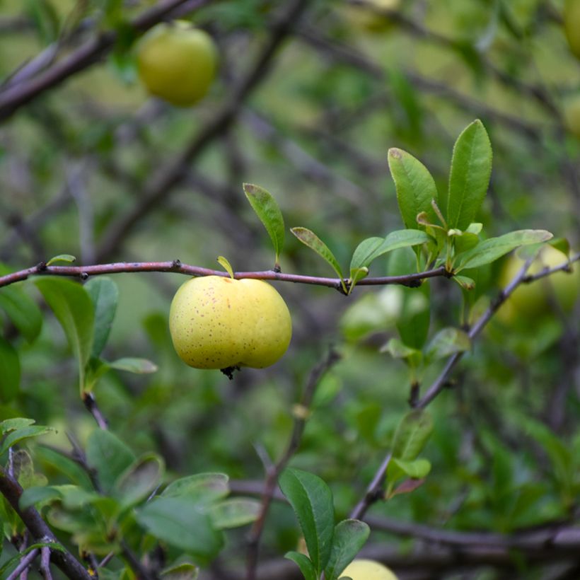 Chaenomeles superba Nicoline - Chinese sierkwee (Oogst)