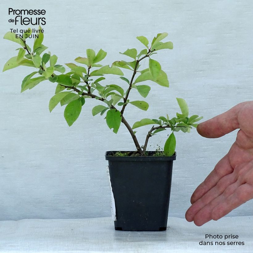 Exemplaar van Chaenomeles superba Nicoline - Chinese sierkwee Kweekpotje van 8/9 cm zoals geleverd in de zomer