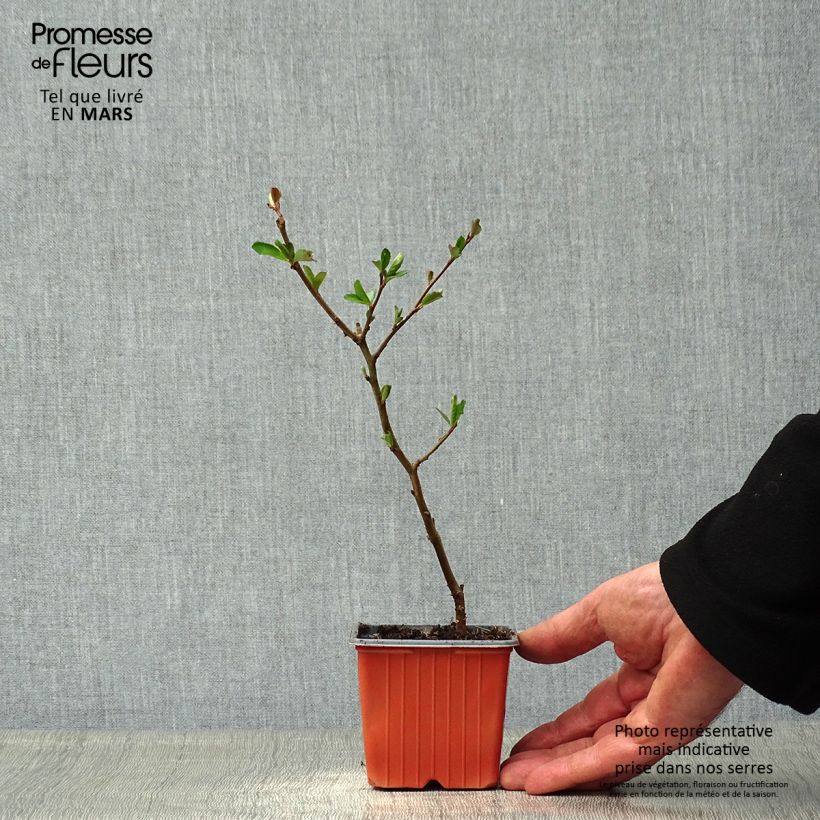 Exemplaar van Chaenomeles superba Nicoline - Chinese sierkwee Kweekpotje van 8/9 cm zoals geleverd in de lente