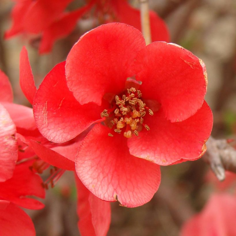 Chaenomeles superba Texas Scarlet - Chinese sierkwee (Bloei)