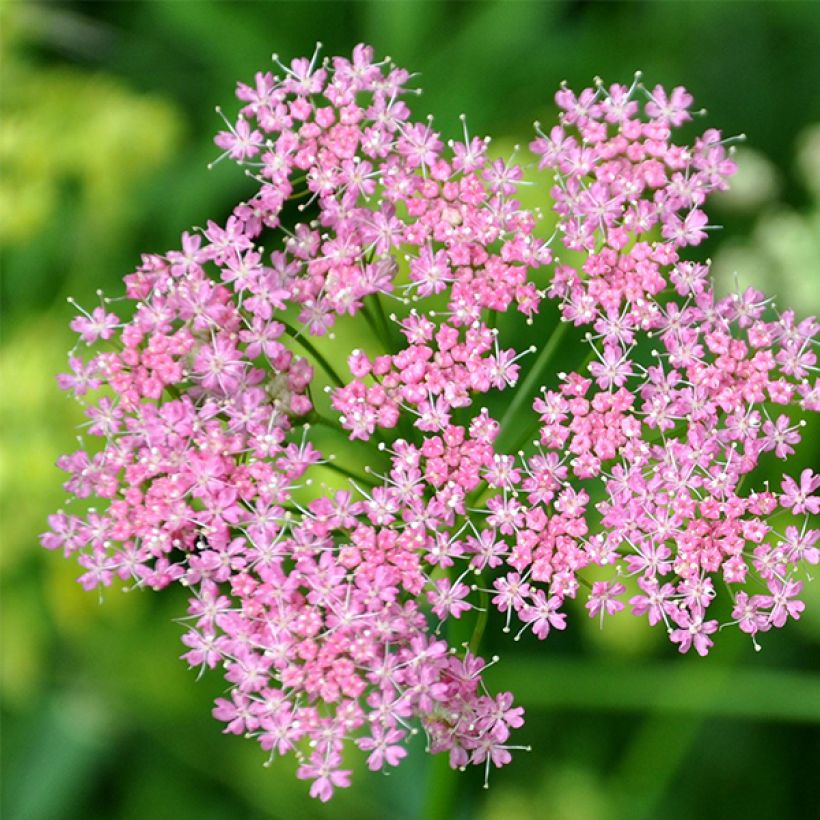 Chaerophyllum hirsutum Roseum (Bloei)