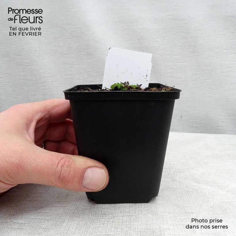 Exemplaar van Chaerophyllum hirsutum Roseum Kweekpotje van 8/9 cm zoals geleverd in de winter