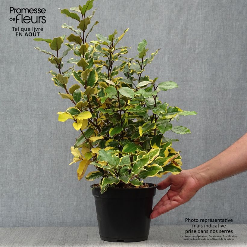 Exemplaar van Elaeagnus ebbingei Viveleg - Olijfwilg Pot van 3 l/4 l zoals geleverd in de zomer