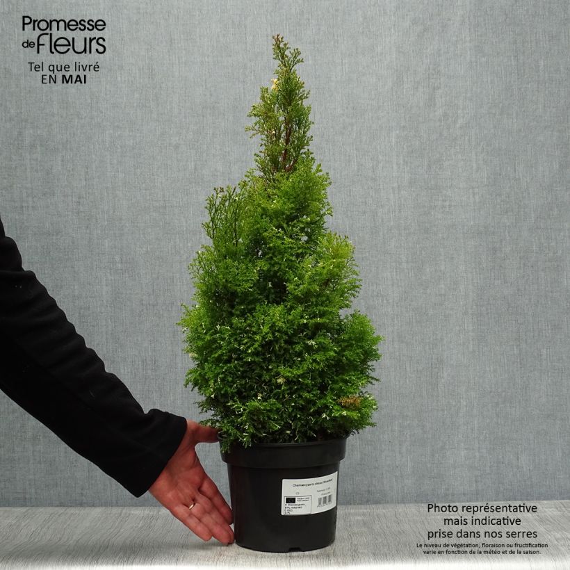 Exemplaar van Chamaecyparis obtusa Snowflake - Hinoki cipres Pot van 2 l/3 l zoals geleverd in de lente