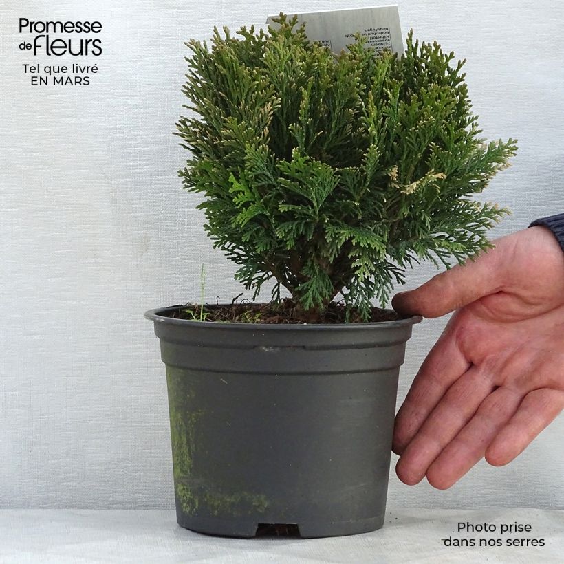 Exemplaar van Chamaecyparis lawsoniana Minima Glauca - Californische cipres Pot van 2 l/3 l zoals geleverd in de lente