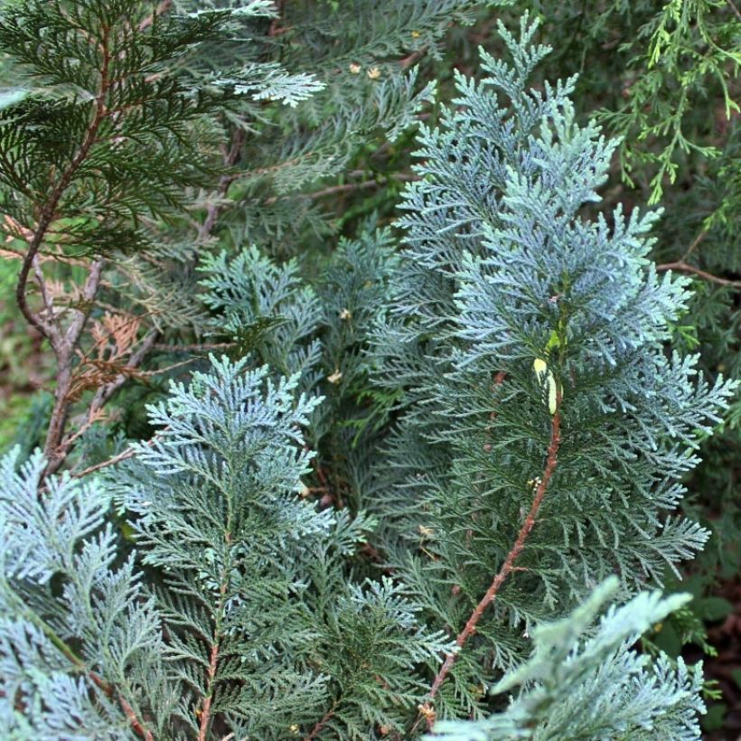 Chamaecyparis lawsoniana Alumii - Californische cipres (Blad)