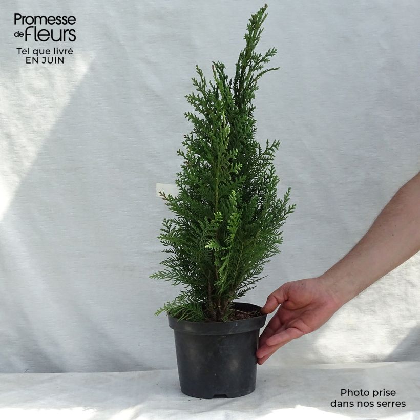Exemplaar van Chamaecyparis lawsoniana Alumii - Californische cipres Pot van 3 l/4 l zoals geleverd in de zomer