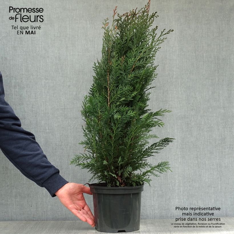 Example of Chamaecyparis lawsoniana Columnaris - Californische cipres Pot van 4 l/5 l as you get in printemps