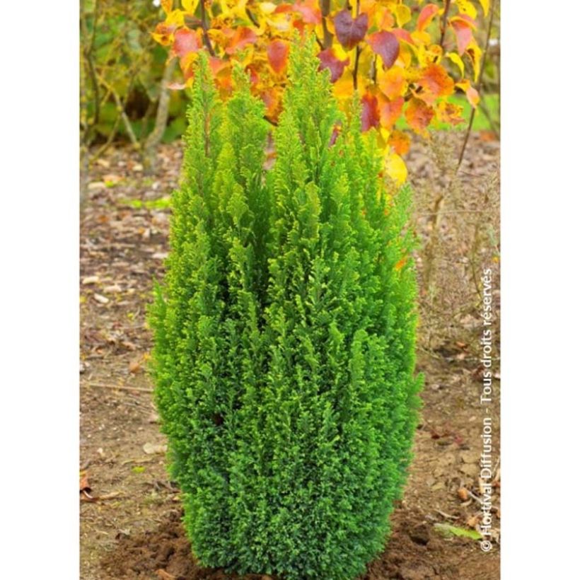 Chamaecyparis lawsoniana Ellwoods Gold - Californische cipres (Groeiplaats)