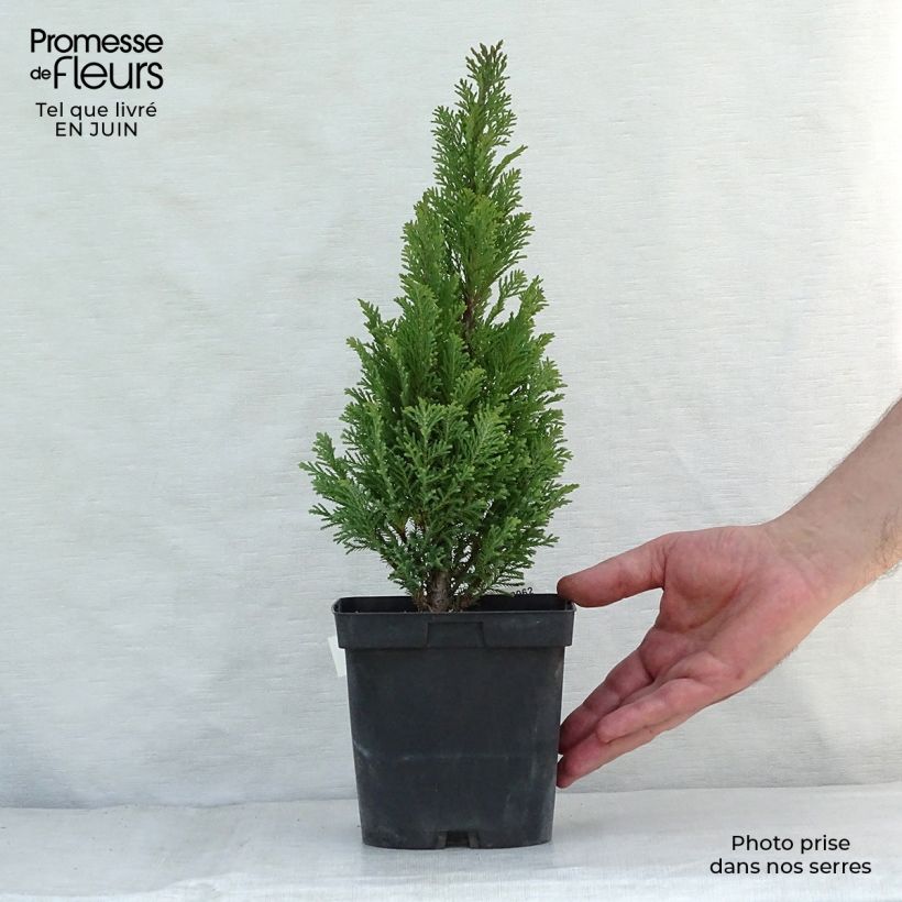 Exemplaar van Chamaecyparis lawsoniana Elwoodii - Californische cipres Pot van 2 l/3 l zoals geleverd in de zomer