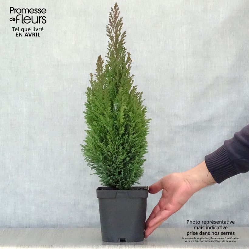 Exemplaar van Chamaecyparis lawsoniana Elwoodii - Californische cipres Pot van 2 l/3 l zoals geleverd in de lente