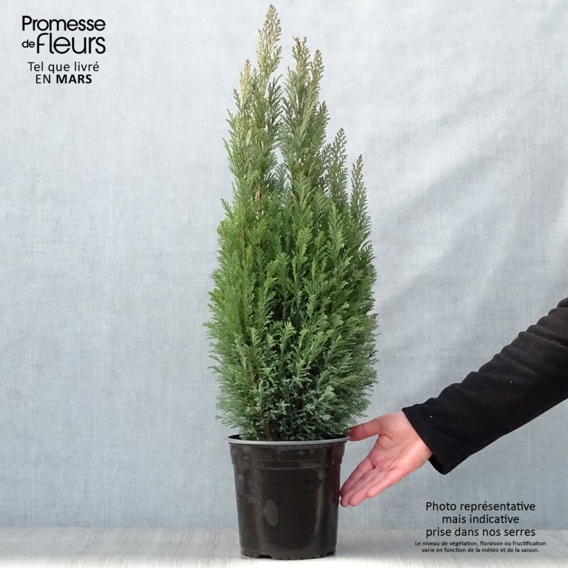 Exemplaar van Chamaecyparis lawsoniana Elwoodii - Californische cipres Pot van 4 l/5 l zoals geleverd in de lente
