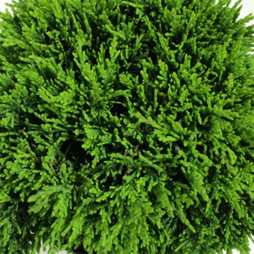 Chamaecyparis lawsoniana Green Globe - Californische cipres (Blad)