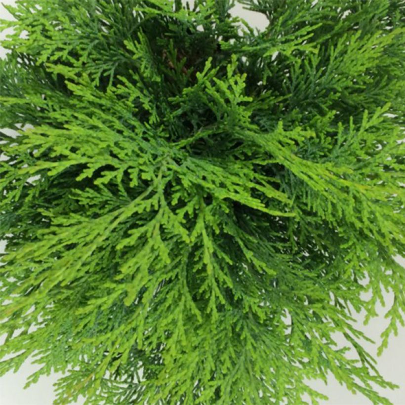 Chamaecyparis lawsoniana Mini Globus - Californische cipres (Blad)