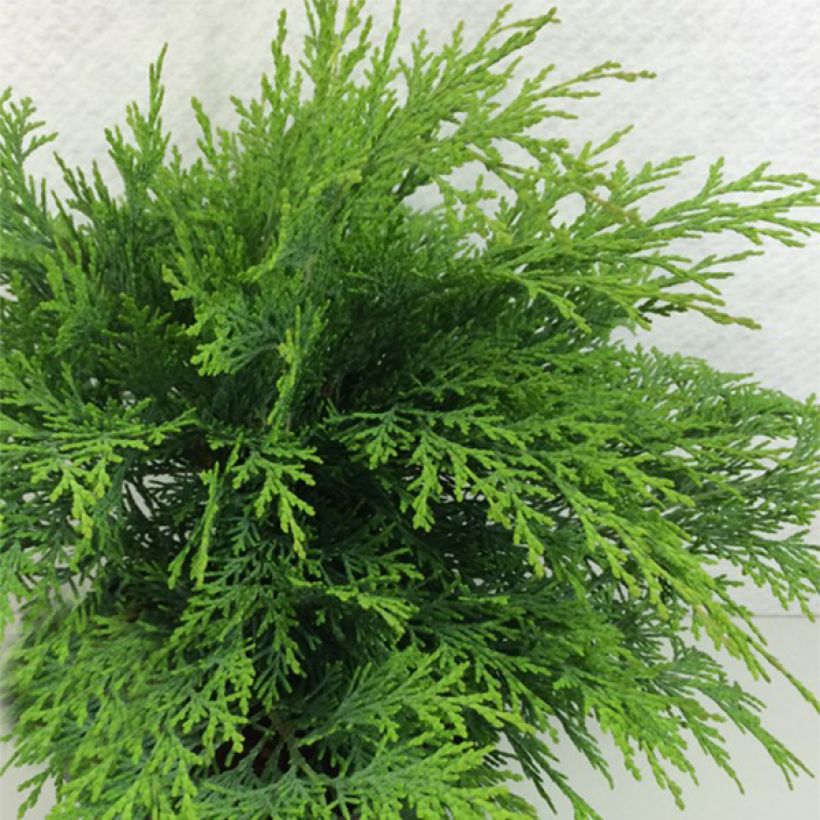 Chamaecyparis lawsoniana Mini Globus - Californische cipres (Groeiplaats)