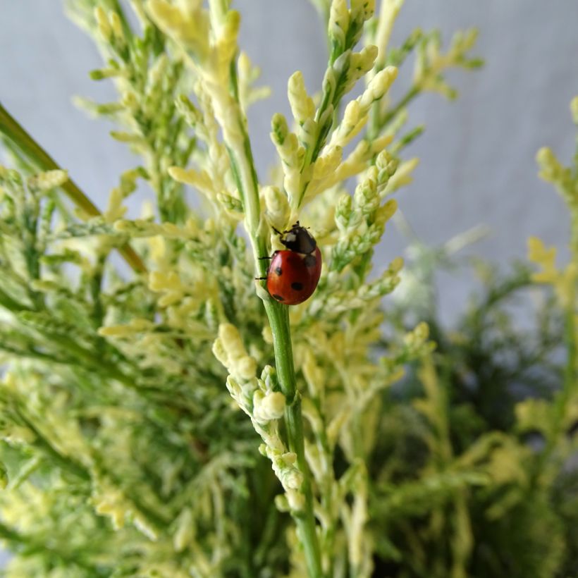 Chamaecyparis lawsoniana Pearly Swirls - Californische cipres (Blad)