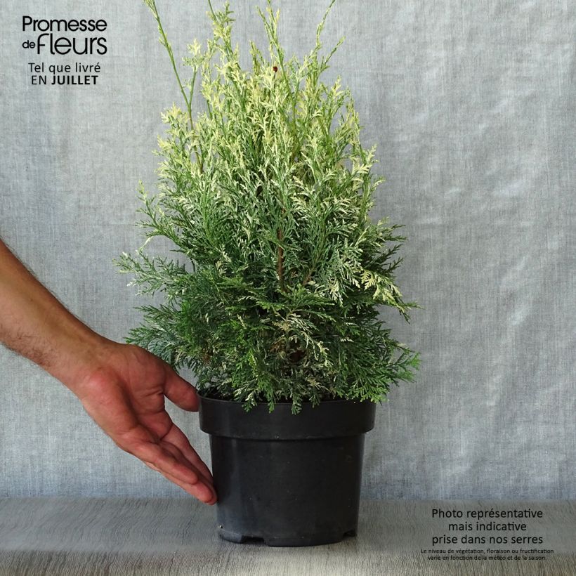 Exemplaar van Chamaecyparis lawsoniana Pearly Swirls - Californische cipres Pot van 2 l/3 l zoals geleverd in de zomer