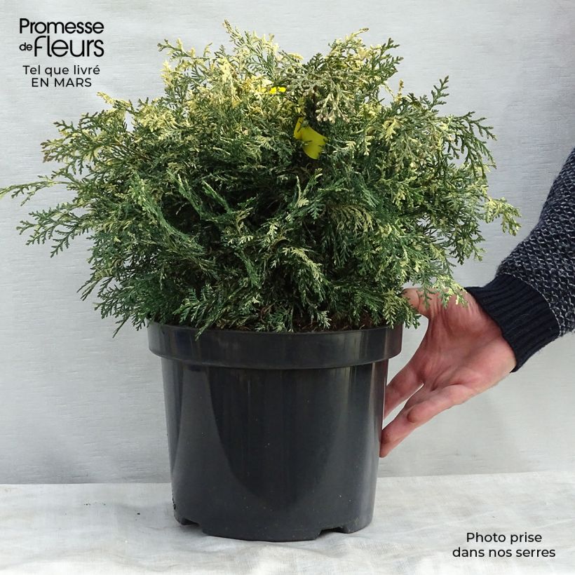 Exemplaar van Chamaecyparis lawsoniana Pearly Swirls - Californische cipres Pot van 7,5 l/10 l zoals geleverd in de lente