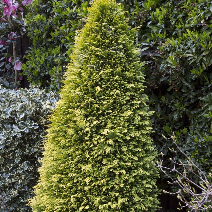 Chamaecyparis lawsoniana Stardust - Californische cipres (Groeiplaats)