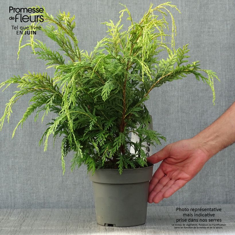 Exemplaar van Chamaecyparis lawsoniana Sunkist - Californische cipres Pot van 2 l/3 l zoals geleverd in de zomer