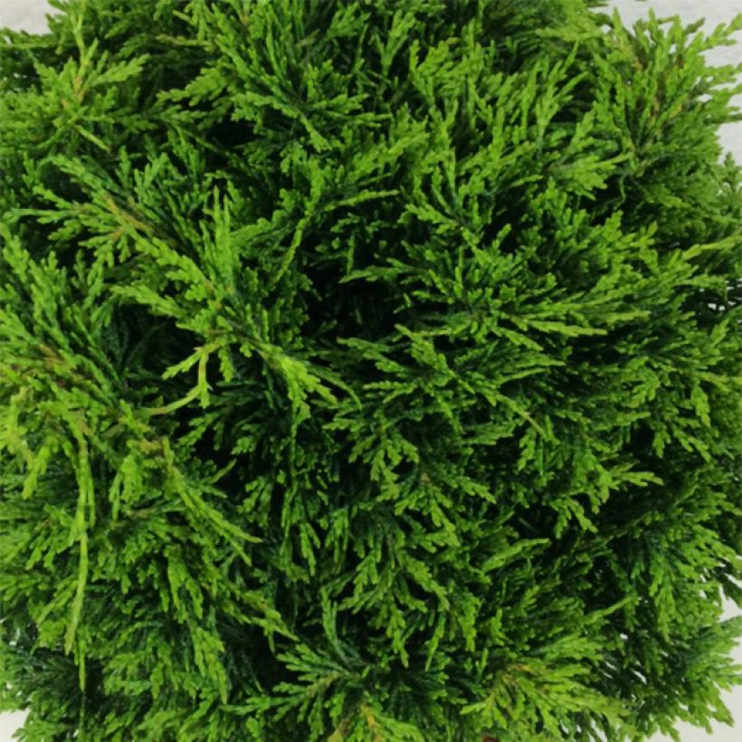 Chamaecyparis lawsoniana Twisted Ball - Californische cipres (Blad)