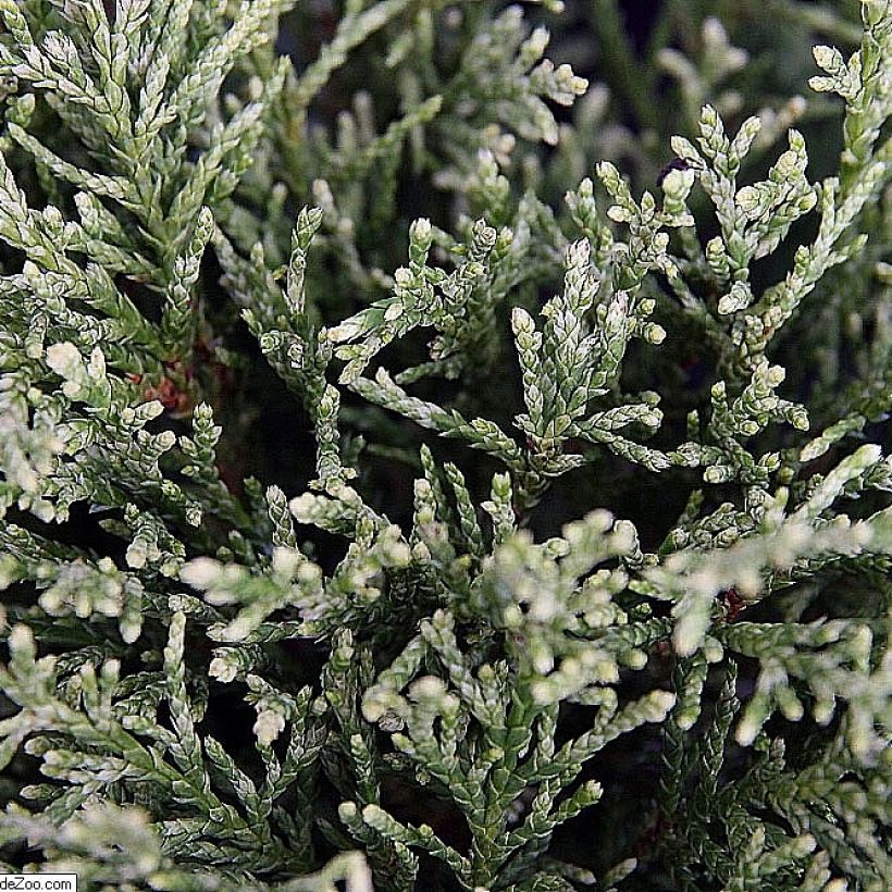Chamaecyparis lawsoniana White Spot - Californische cipres (Blad)