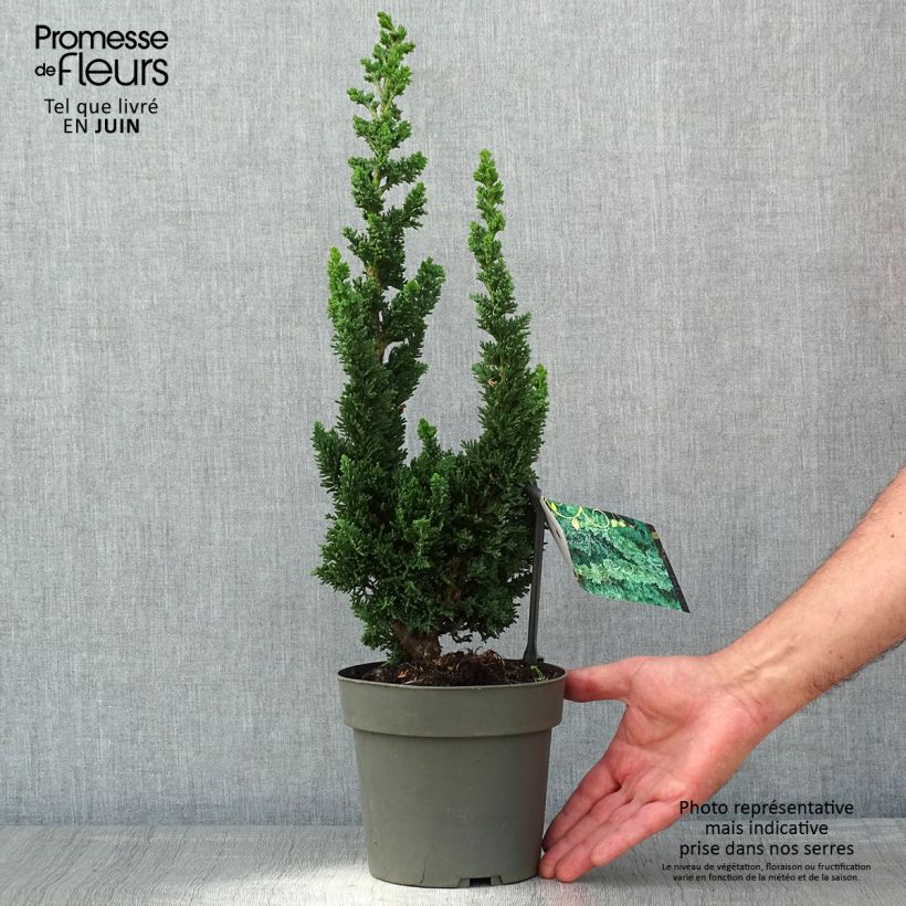 Exemplaar van Chamaecyparis lawsoniana Wissels Saguaro - Californische cipres Pot van 2 l/3 l zoals geleverd in de lente