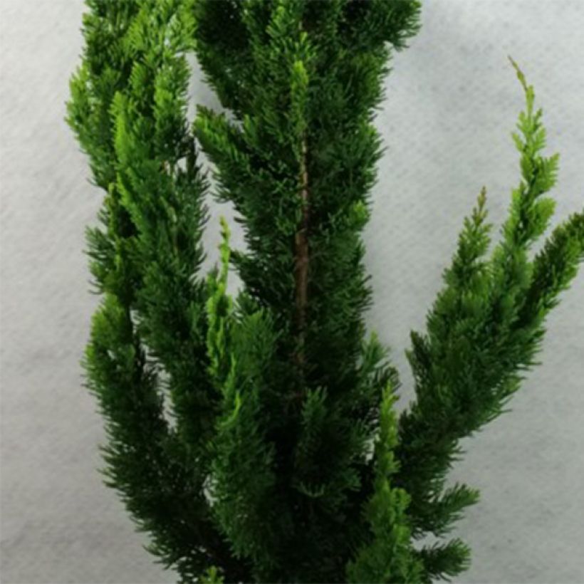 Chamaecyparis lawsoniana Yellow Spire - Californische cipres (Blad)