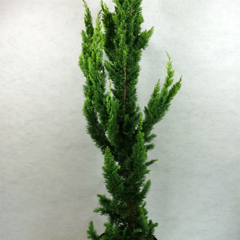 Chamaecyparis lawsoniana Yellow Spire - Californische cipres (Groeiplaats)