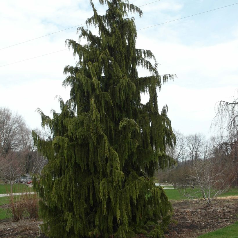 Chamaecyparis nootkatensis Pendula - Nootkacipres (Groeiplaats)