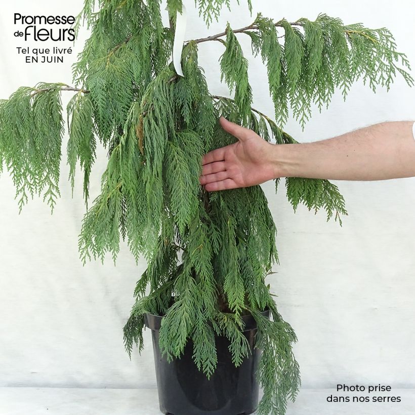 Exemplaar van Chamaecyparis nootkatensis Pendula - Nootkacipres Pot van 7,5 l/10 l zoals geleverd in de zomer