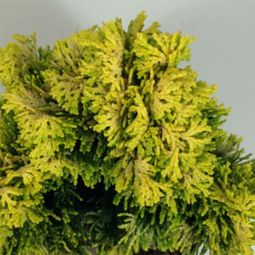 Chamaecyparis obtusa Andorra - Hinoki cipres (Blad)