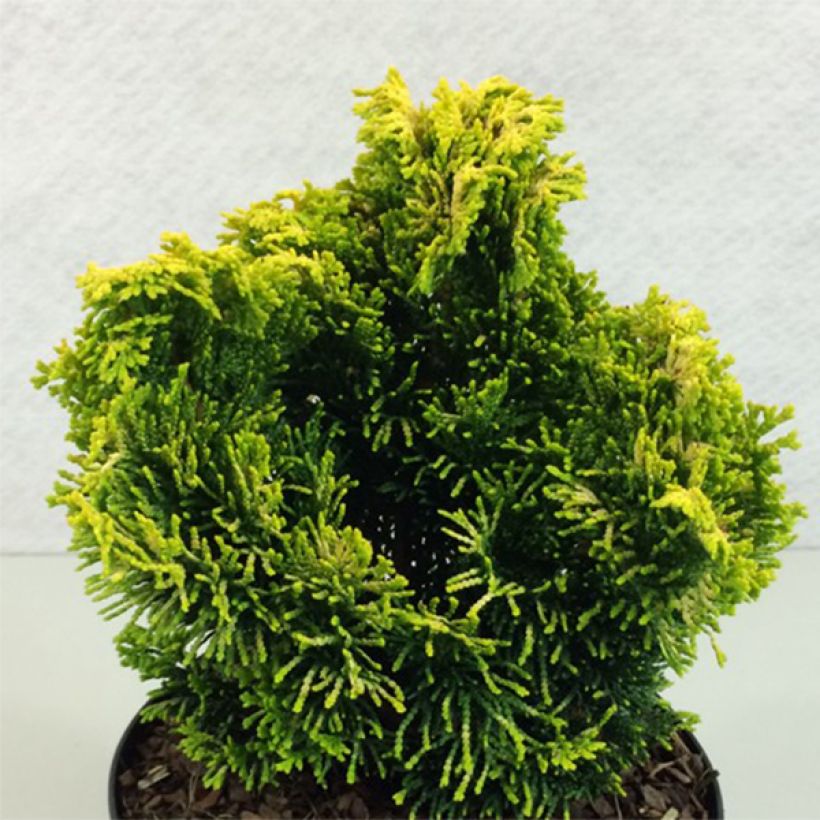 Chamaecyparis obtusa Andorra - Hinoki cipres (Groeiplaats)