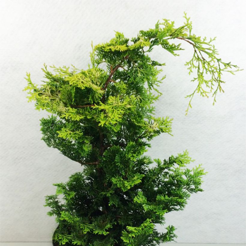 Chamaecyparis obtusa Aurea - Hinoki cipres (Groeiplaats)